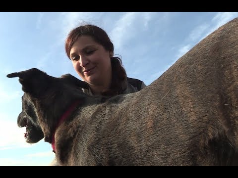 Vidéo: Chien Adoptable De La Semaine - Xena