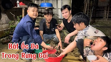 Bắt ỐC ĐÁ Trong Rừng Gai….. Món Ốc Đá Sào Xả Ớt ( NGƯỜI MIỀN NÚI TV )