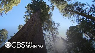 Scientists use clues from trees to put the current drought into perspective