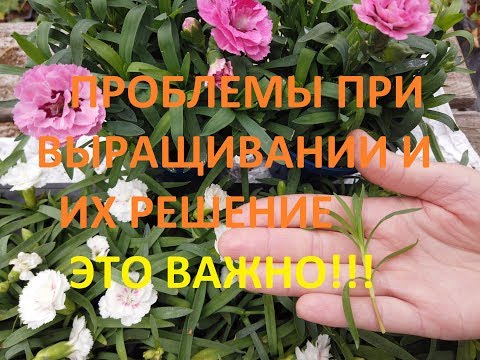 Выращивание Гвоздики Зимой. Цинерария Гибридная.
