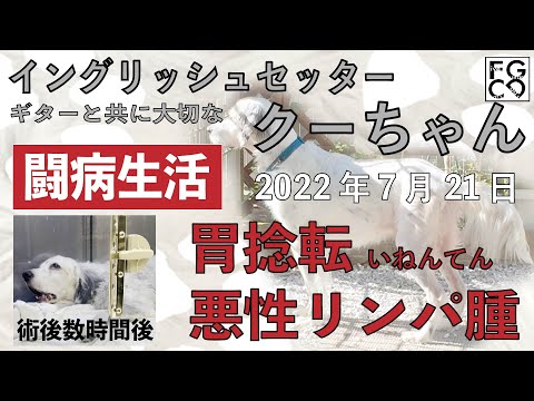 イングリッシュセッター「胃捻転」「悪性リンパ腫」闘病生活