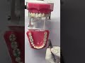 #bds #dentist
