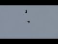 Black Kite vs. Crow - Mobbing Behaviour トビを追うカラス（冬の野鳥）