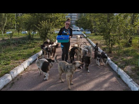 Giving Food And Water To Hungry Stray Dogs