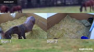 Kentucky Equine Foaling Shed | 2024 Highlights by Explore Farm Life 142 views 1 day ago 50 minutes