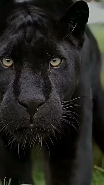 macan kumbang black marah