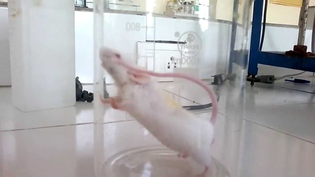 Stereotypic Behaviour Of Mice By Apomorphine YouTube