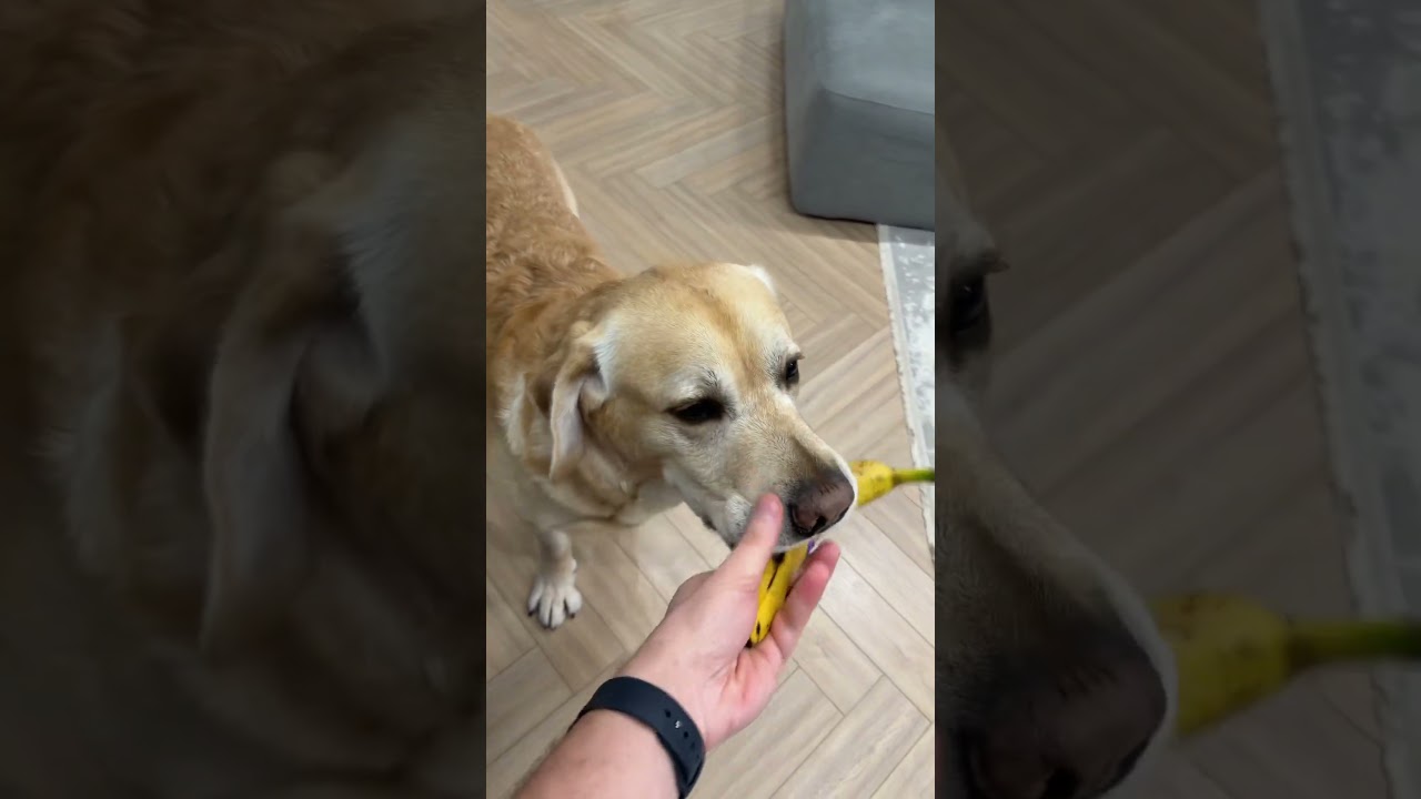 Настоящий друг🐶