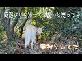 【ゴンサン劇場】最近庭遊びからなかなか帰ってこないから見に行ったら栗狩りしてました