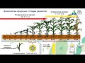 Кукуруза. Ресурсы повышения урожайности
