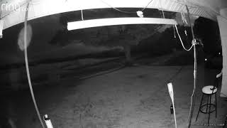 unknown entity caught on ring camera