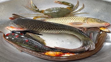 Kem Chanel dùng bể bơi con vịt chở con cá, cá chép, cá koi, cá ba đuôi, cá chuối vào bể bơi khổng lồ