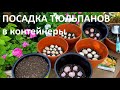 ПОСАДКА ТЮЛЬПАНОВ в КОНТЕЙНЕРЫ . Часть 3