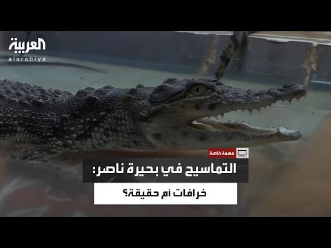 نقيب الصيادين يكشف التماسيح لا تؤثر على الثروة السمكية في بحيرة ناصر