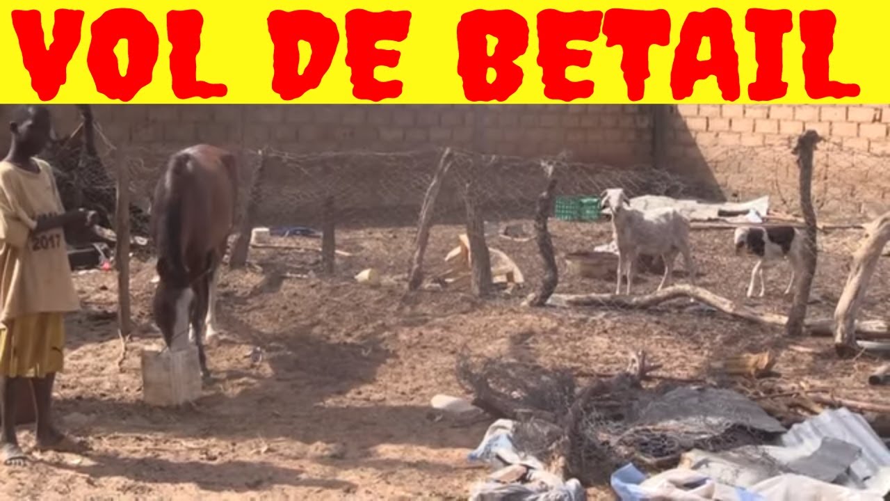 Urgent! Vol De Betail A Niakhéne. Une vingtaine de moutons emportés