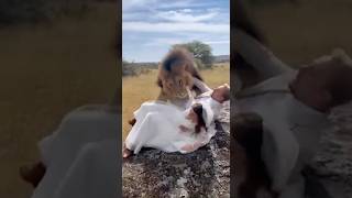 Lion Drags The Bride During A Wedding Shoot