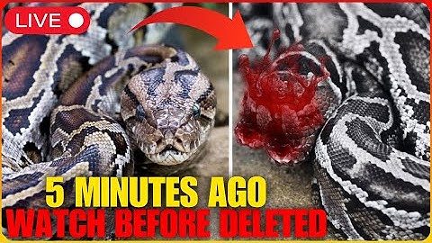Scientist STUNNED! Something Started DECAPITATING Pythons in Florida! Documentary