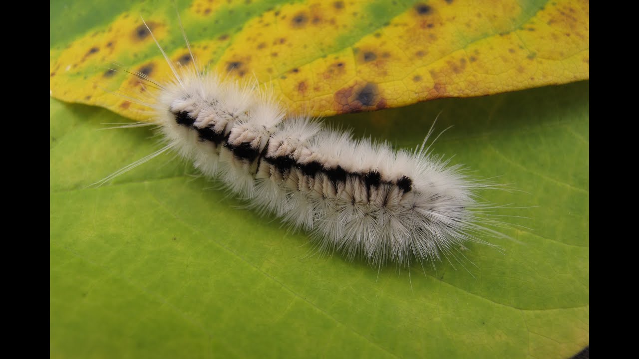 Invasive caterpillar spreads through U K
