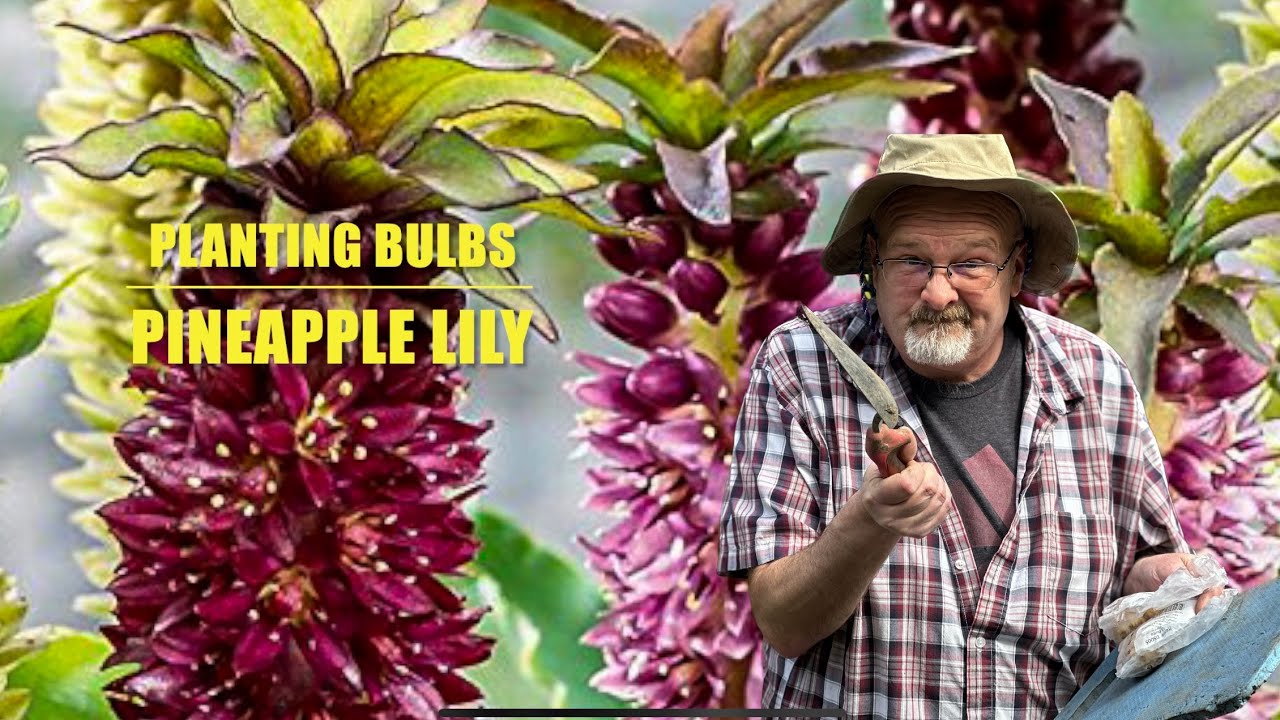 Pineapple Lily - Planting Bulbs