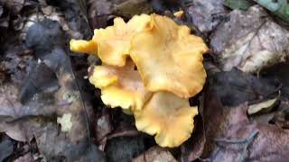 Sárga rókagomba, Pfifferling, Cantharellus cibarius, Golden chanterelle mushroom - 2019
