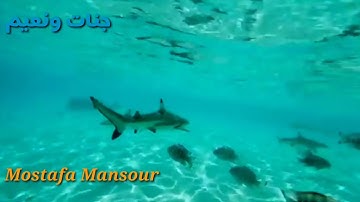 الشيخ محمد رفعت سورة العاديات