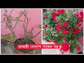 হাজারী গোলাপ গাছের যত্ন।Hajari golap gacher jotno. how to care for miniature roses. Roses plant care