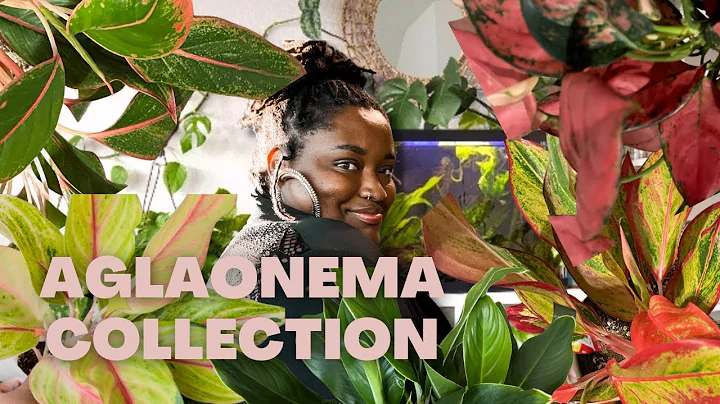 MY AGLAONEMA COLLECTION | Chinese Evergreen