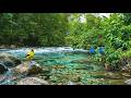 Soothing Bird Sounds LIVE 🐦 Relaxing Forest Ambience for Sleep &amp; Meditation (No Music)
