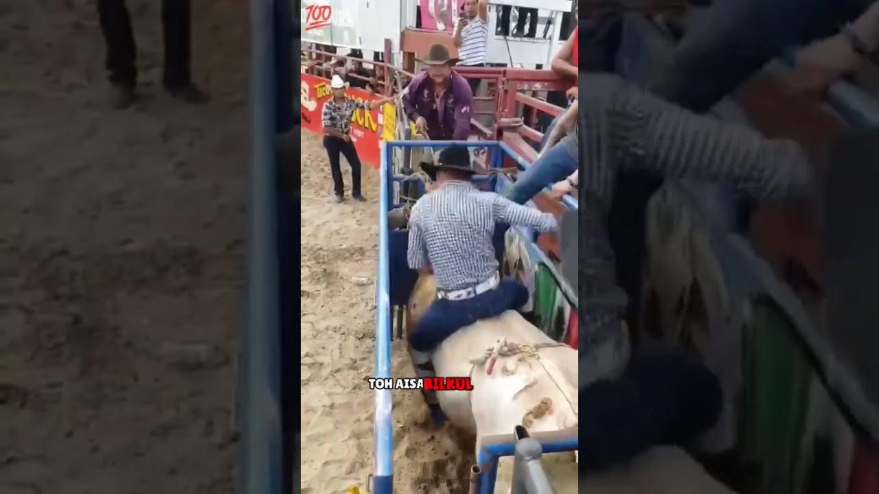 Bull fight complication 