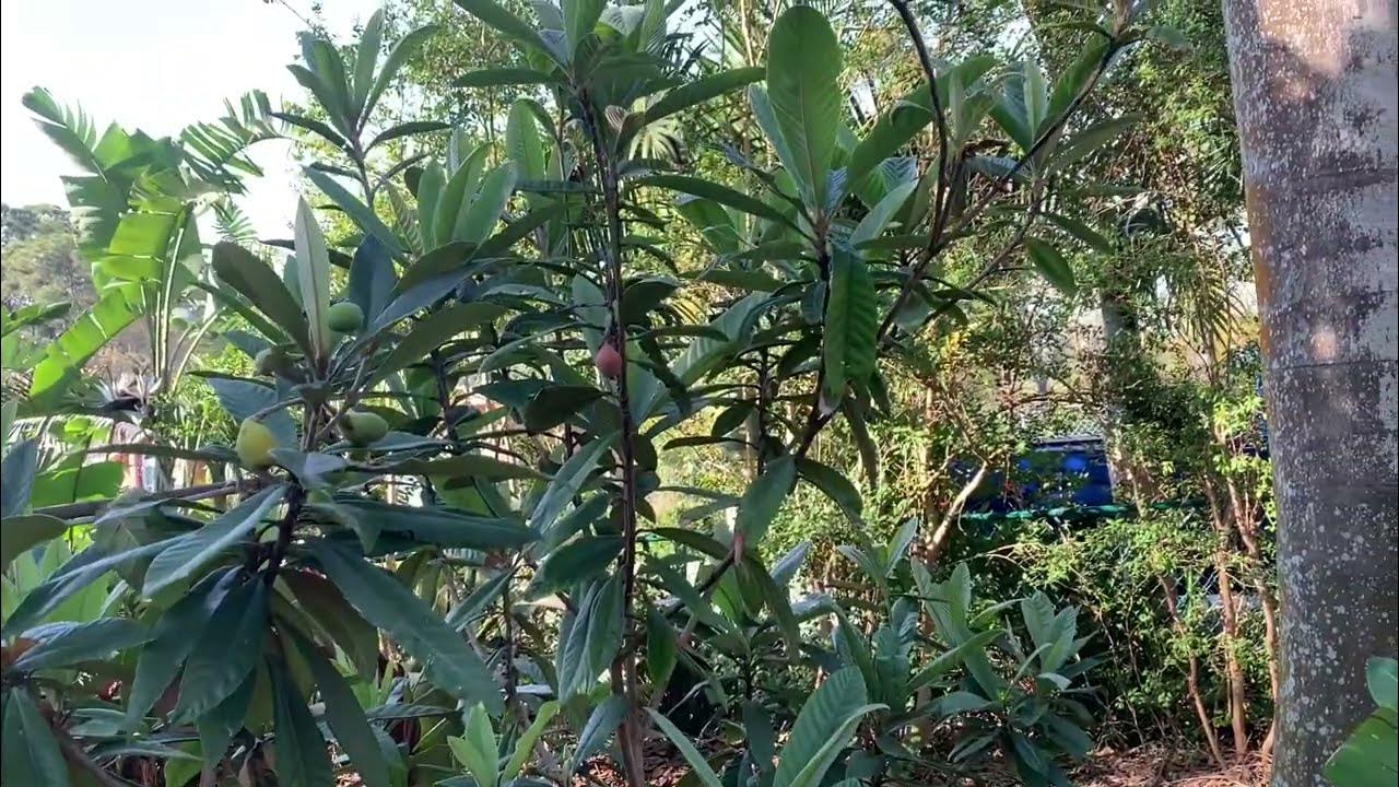 Dwarf Loquat Tree Christmas plus Ed’s Delight and Bradenton loquats