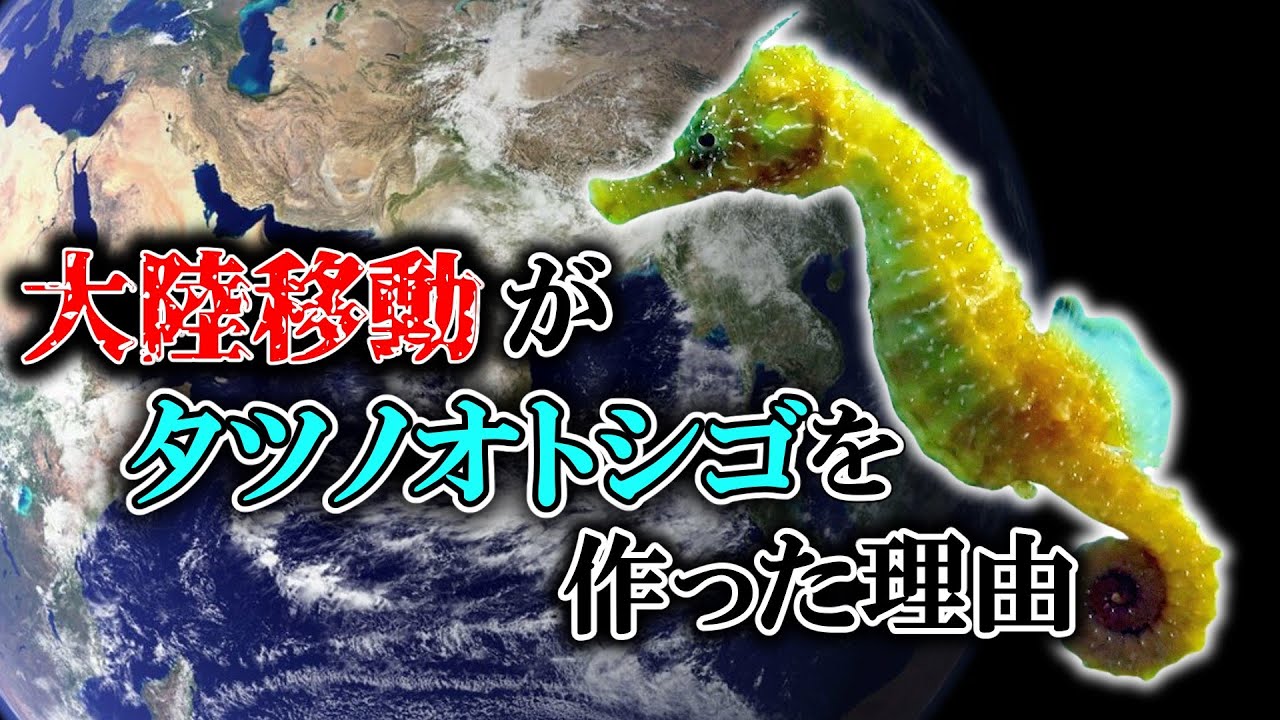 ゆっくり解説】タツノオトシゴの奇妙な進化 - YouTube