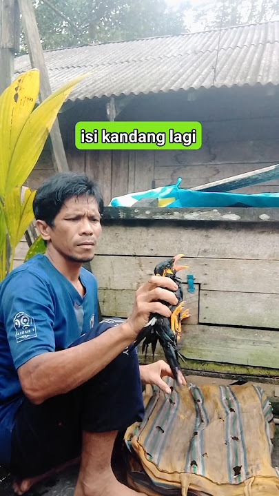 #sulingsakti #birds #burungkicaudialamliar #burung #kicaumania #pikatbeo #animals