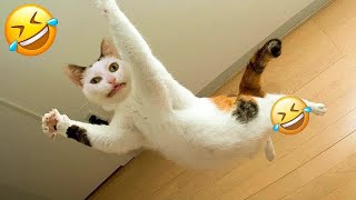 Funny Dog And Cat Videos ❤ Funny And Cute Animal Videos 2024 #17