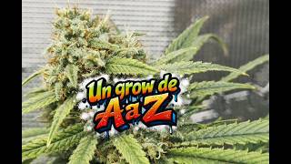 A Grow From A to Z!! Super Lemon Haze and LBCOG!!