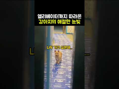 엘리베이터까지 따라온강아지의 애절한 눈빛 #유기견 #강아지입양 #감동 thumbnail
