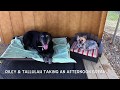 Pet Boarding Service in Bryan College Station | K9 Sensei Dog Training Pet Boarding Service in Bryan College Station | K9 Sensei Dog Training