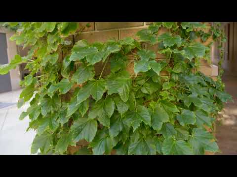 Video: Boston Ivy Control: Tipy pro udržení rostlin Boston Ivy Inbound