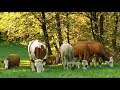 Grazing Heifers | Setting up Fall Pastures