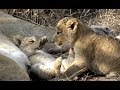 The four lion cubs on Safari Live! 24 August 2019