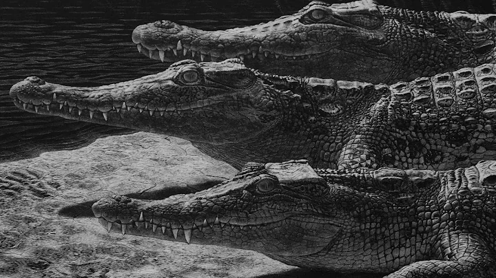 "Crocodilian Scratchboards" by John Agnew | Exhibi...