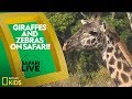 African Wildlife Characteristics and Behaviors