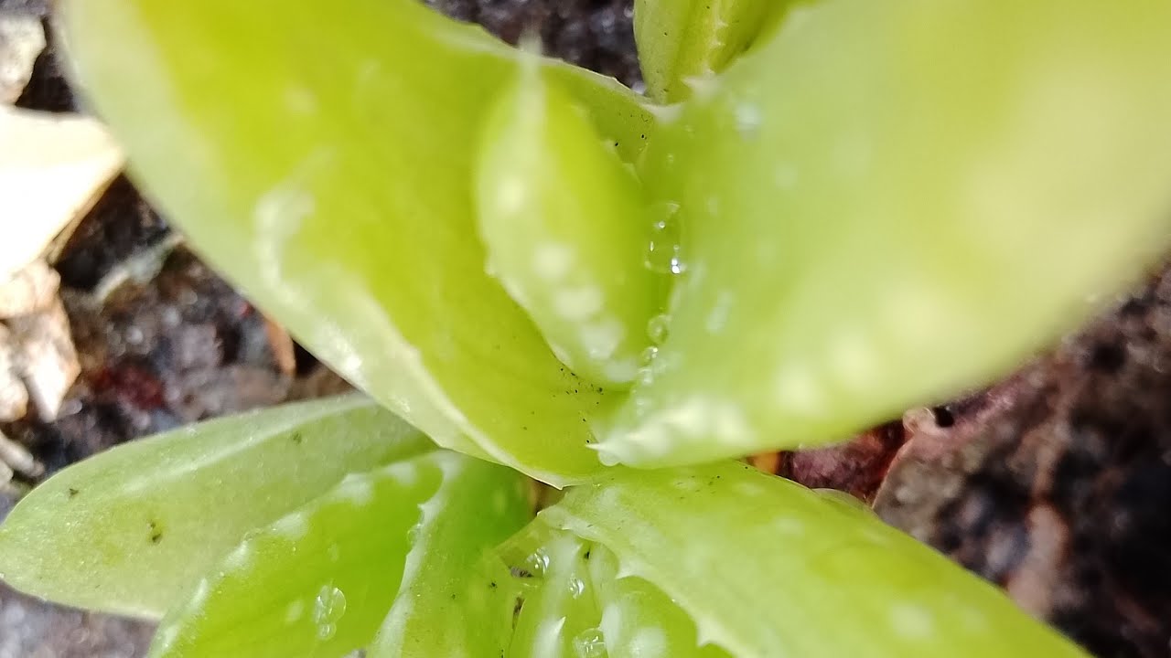 Abdur rahman kitchen and vlog  এখন লাইভ!