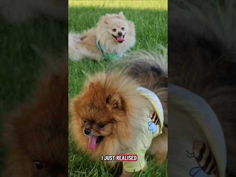 Does anyone know?🤭🤔🩷🤣 #cutedog #pomeranians #dogvideos #pomshorts #pomeranian