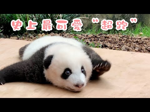 《熊貓早晚安》史上最低底盤的超可愛“跑車” | iPanda熊貓頻道