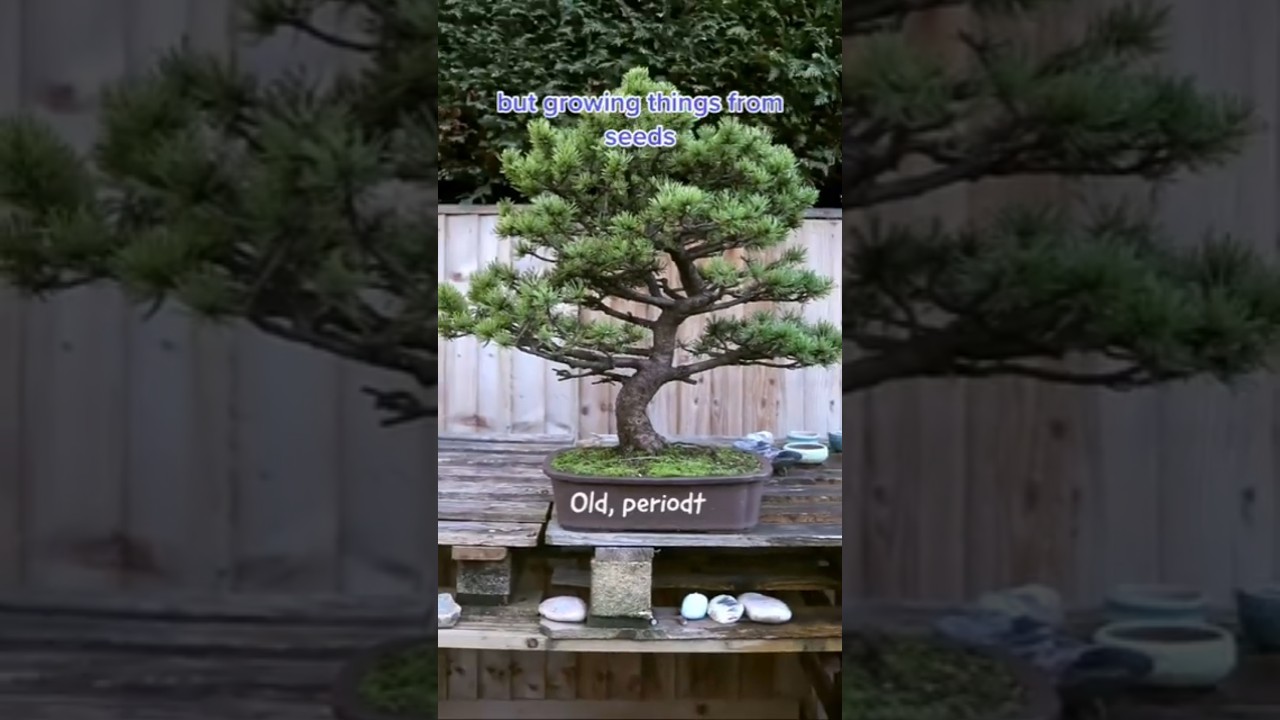 Part 1 : How to grow Bonsai from seed