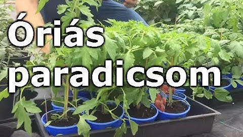 Lycopersicon 'Supersteak' - Óriás paradicsom