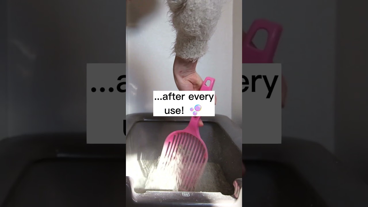 5 Ways to Make Today An Awesome Day for Your Cat 