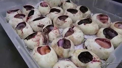 PREHISTORIC PETS AFTER HOURS! | RETICULATED PYTHON EGG CUTTING - Dāv Kaufman Vlogs