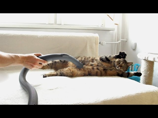 These Two Cats Like Vacuum Cleaner