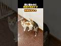 同じ猫なのに発想が真逆すぎ